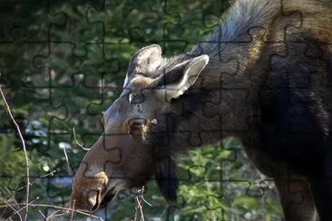 Moose in Gros Morne National Park, Newfoundland, Canada jigsaw puzzle