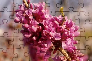 Don Egolf jigsaw puzzle