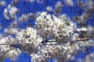 Cherry tree blossoms near the Tidal Basin at Washington, D.C jigsaw puzzle