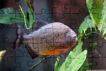 Piranha jigsaw puzzle