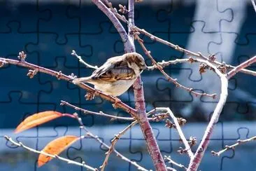 Bird on a brach jigsaw puzzle