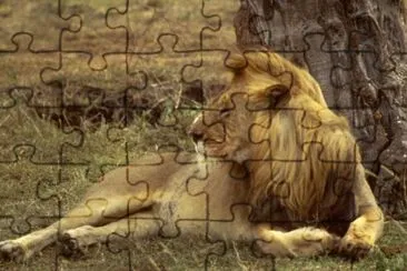 African Lion jigsaw puzzle