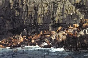 Aiugunak Pinnacles Steller Sea lions jigsaw puzzle