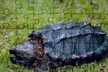 Alligator Snapping Turtle jigsaw puzzle