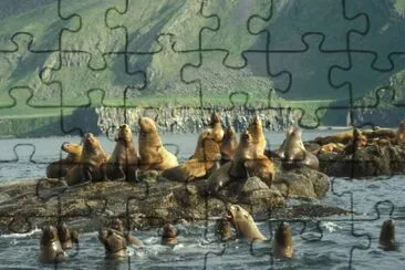 Amak Island, Stellers Sea Lion haul out  jigsaw puzzle