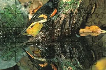 American Redstart jigsaw puzzle