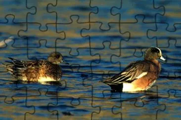 American wigeon -pair