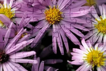 Aromatic Aster jigsaw puzzle