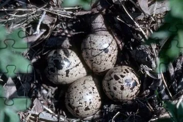 Bairds Sandpiper Nest mit Eiern