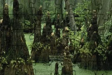 Genoux de cyprès chauve passant de l'eau des marais