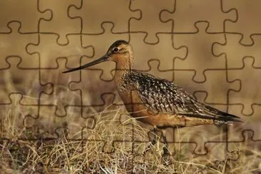 Bar-Tailed Godwit на Тундра