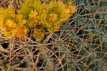 Barrel cactus jigsaw puzzle