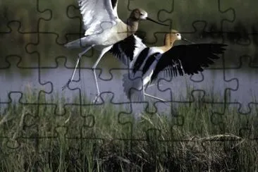 Bear River Migratory Bird Refuge jigsaw puzzle