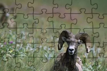 Bighorn sheep jigsaw puzzle