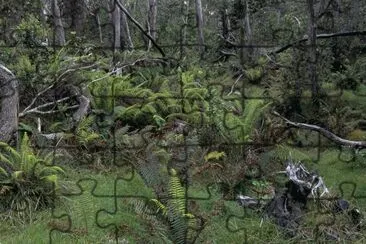 Hakalau Forest National Wildlife Refuge jigsaw puzzle