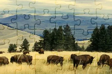 Bison herd grazing at the National Bison Range jigsaw puzzle