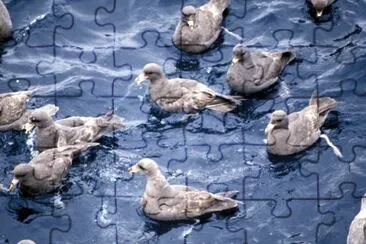 Northern Fulmar Flock,1987 jigsaw puzzle