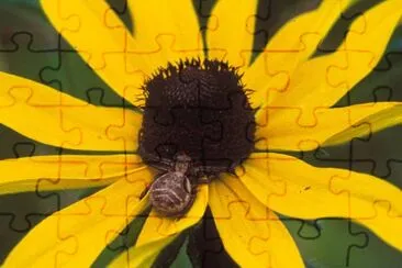 Black-eyed Susan jigsaw puzzle