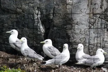 Black-legged kittiwakes jigsaw puzzle