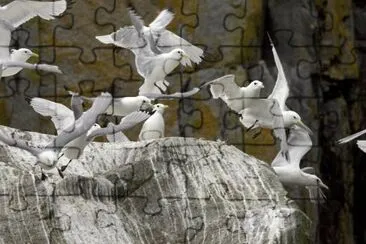 Black-legged kittiwakes flying near cliff jigsaw puzzle