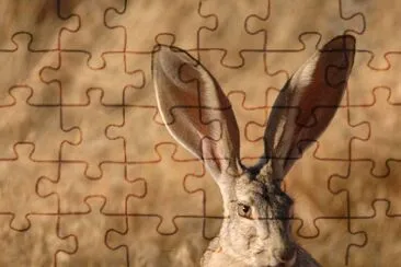 Black-tailed Jackrabbit jigsaw puzzle