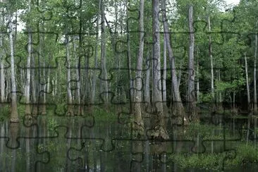 Bond Swamp National Wildlife Refuge, Georgia jigsaw puzzle