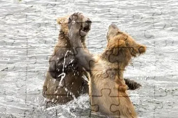 Cuccioli di orso bruno che giocano in acqua