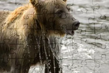 Orso bruno che emerge dall'acqua