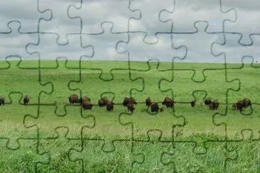 Bison paissant sous un ciel nuageux