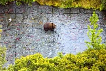 Braunbär im oberen russischen Fluss