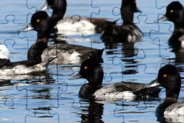 Bufflehead y gran scaup