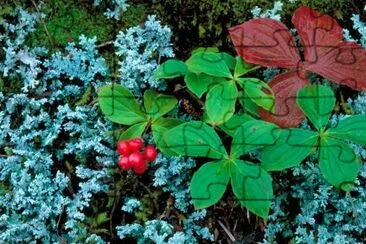 Bunchberry jigsaw puzzle