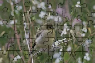 Bushtit jigsaw puzzle