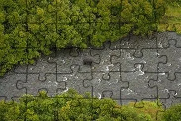 Black Bear in Russian River jigsaw puzzle