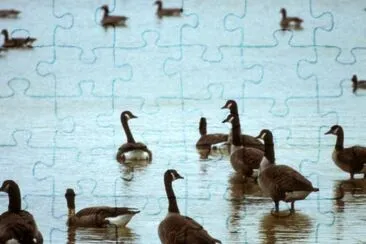 Gansos de Canadá en una zona de humedales de Ohio