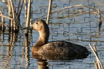 Gallina Canvasback