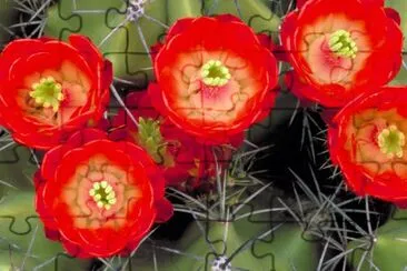 Claret cup cactus jigsaw puzzle