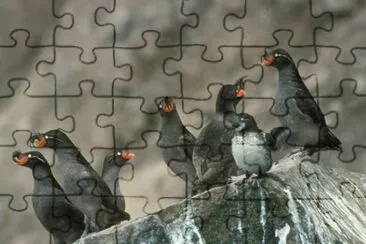 Grupo Auklet crestado sobre rocas de acantilado