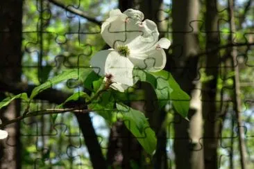 山茱blossom開花