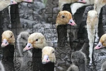 Emperor Goose Round-up