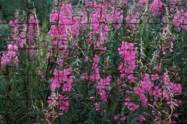 Fireweed