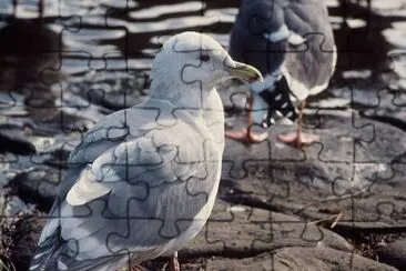 Glaucous-winged Möwe