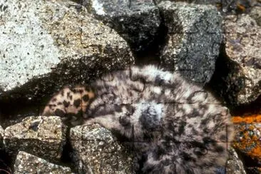 Glaucous-winged Gull Chick