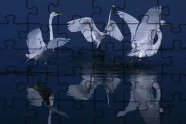 Great egrets jigsaw puzzle