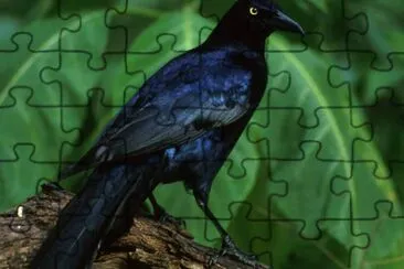 Great-tailed grackle jigsaw puzzle