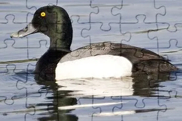 Dragón Scaup mayor