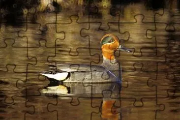 Green-winged Teal jigsaw puzzle