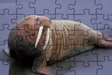 Walrus at Togiak National Wildlife Refuge jigsaw puzzle