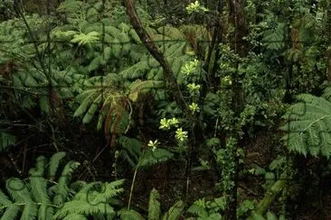 Refugio Nacional de Vida Silvestre del Bosque Hakalau, Hawái