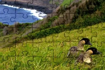 Hawaiian Geese - Nene jigsaw puzzle